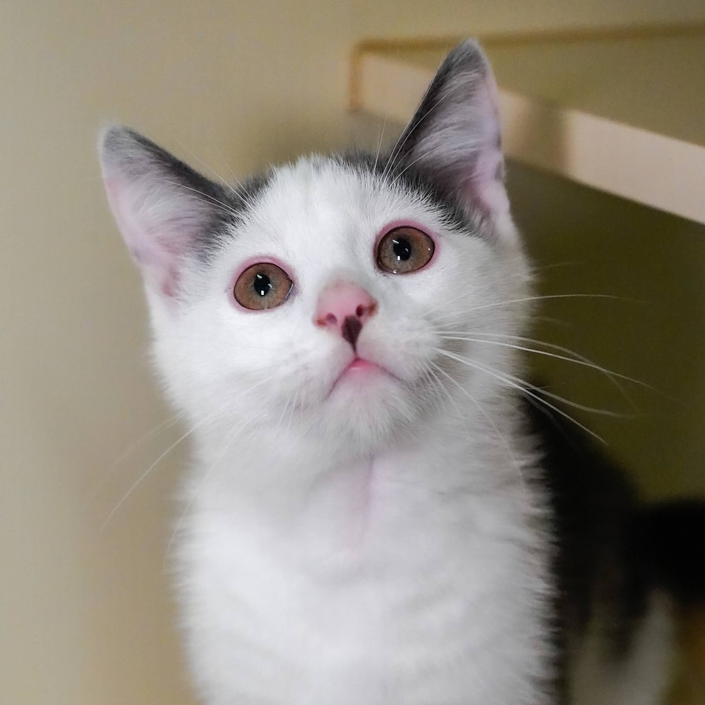 When, an adoptable Domestic Short Hair in Thomaston, ME, 04861 | Photo Image 2