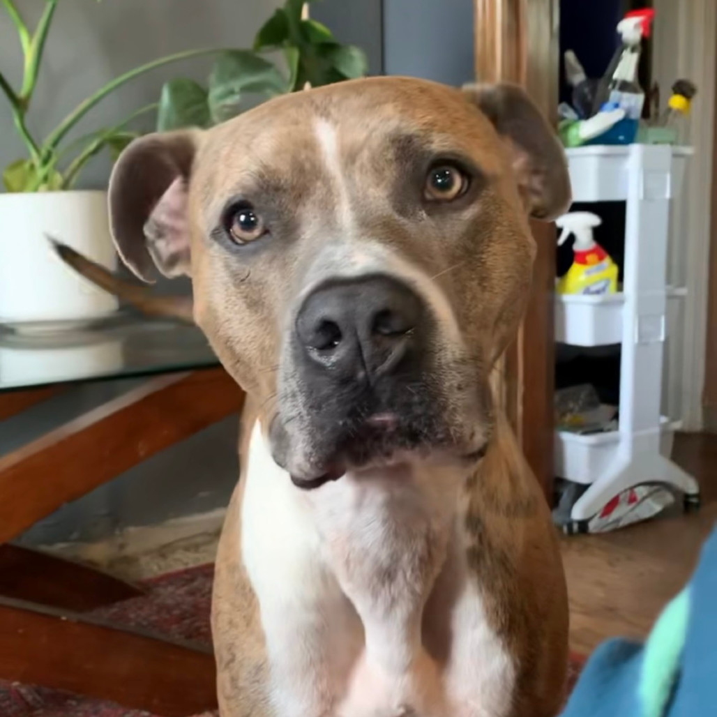 Duke