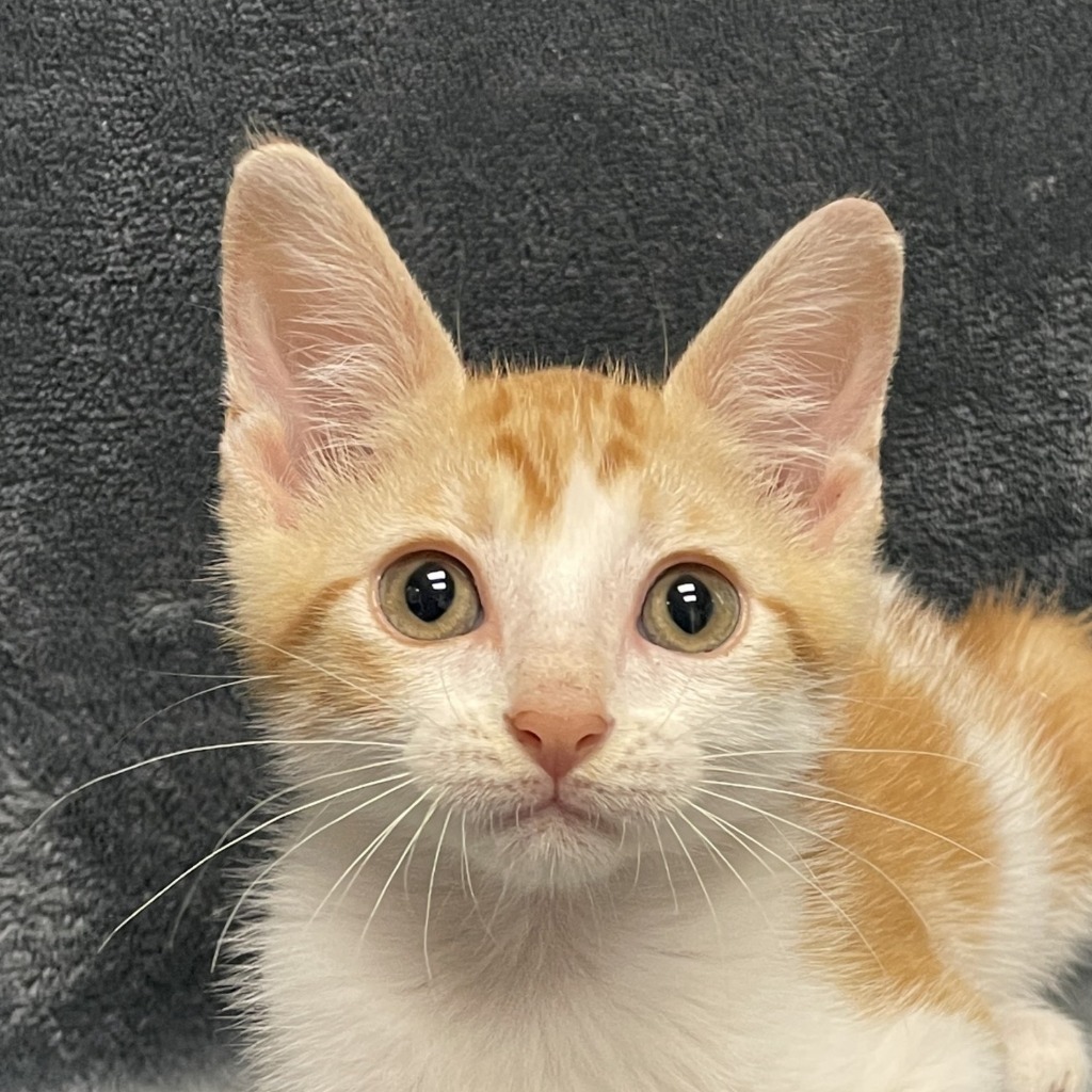 Alvin