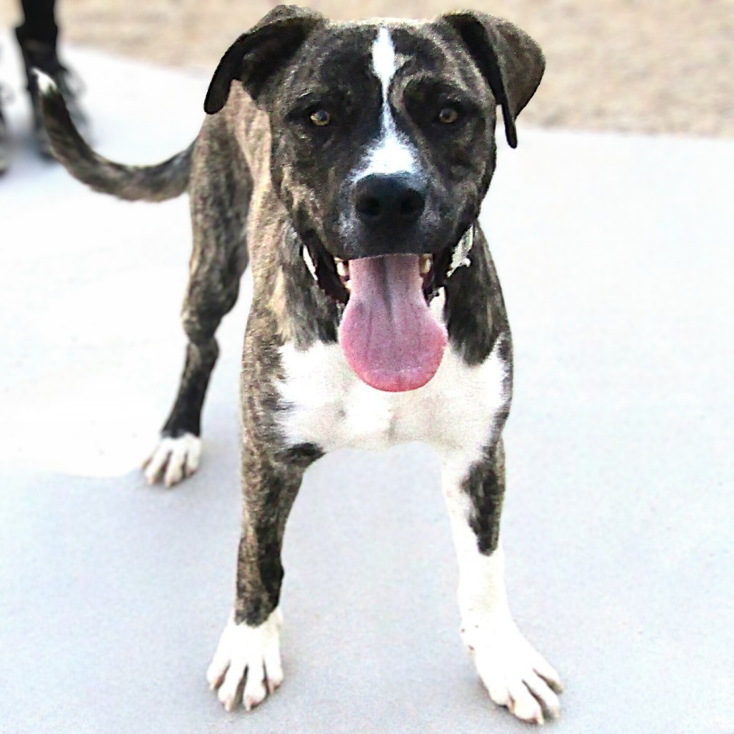 Loki, an adoptable Mixed Breed in Las Cruces, NM, 88012 | Photo Image 1