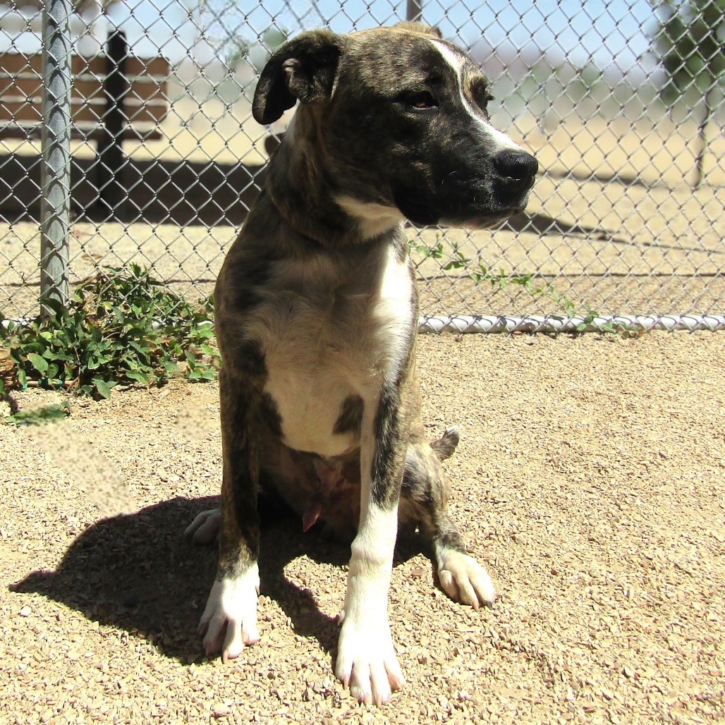 Loki, an adoptable Mixed Breed in Las Cruces, NM, 88012 | Photo Image 2