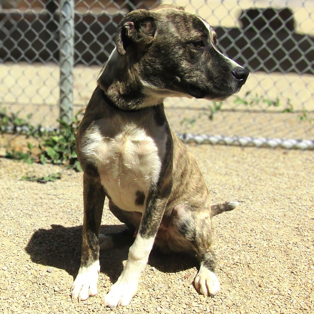 Loki, an adoptable Mixed Breed in Las Cruces, NM, 88012 | Photo Image 3