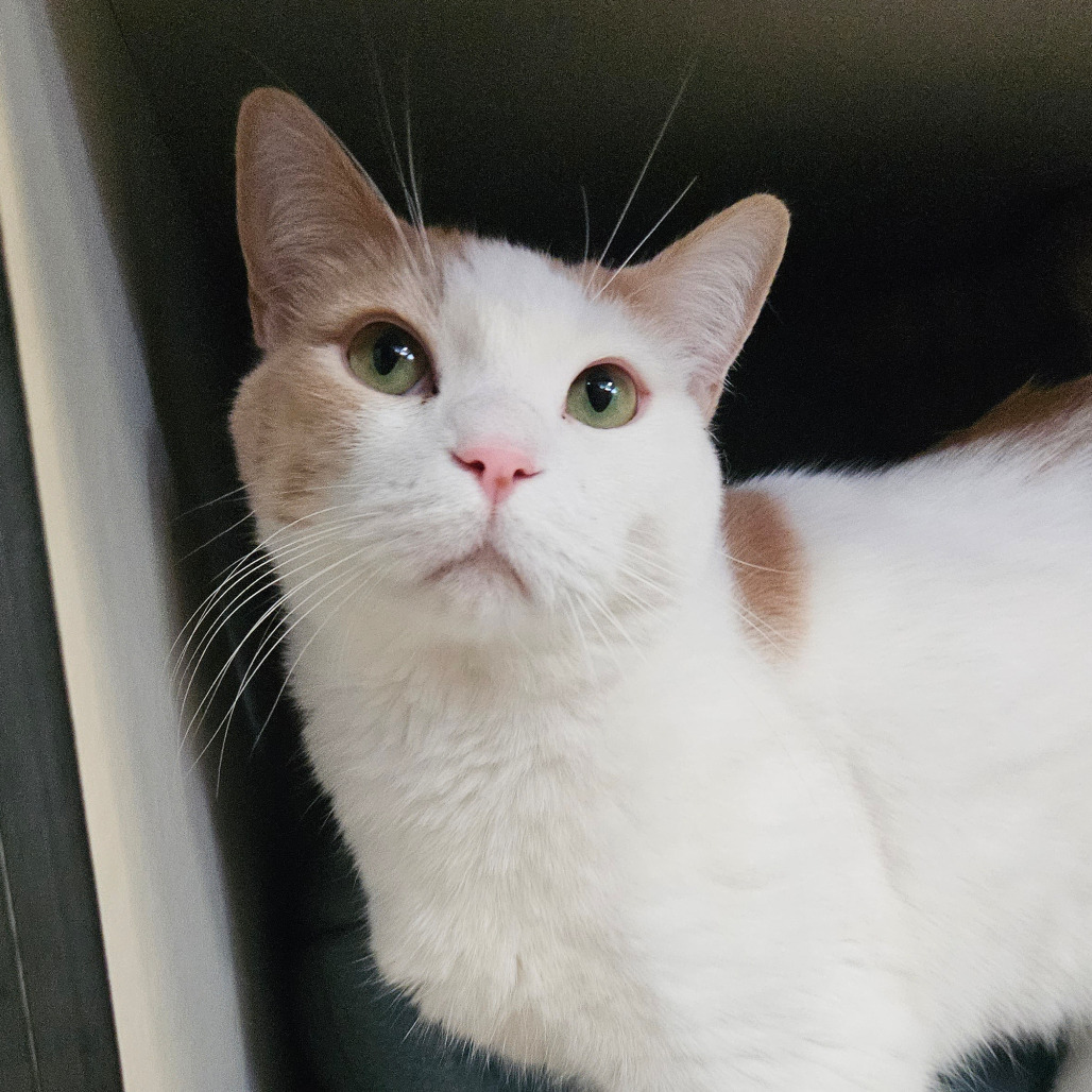 Biscuit, an adoptable Domestic Short Hair, Ragdoll in Sarasota, FL, 34243 | Photo Image 1
