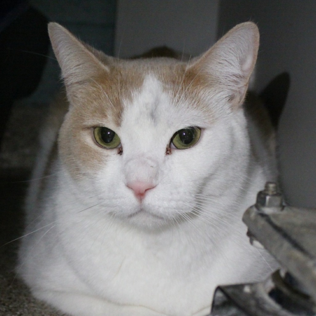 Biscuit, an adoptable Domestic Short Hair, Ragdoll in Sarasota, FL, 34243 | Photo Image 2