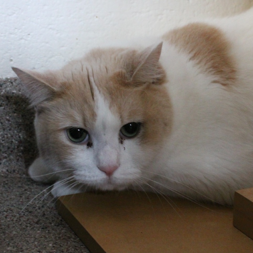 Boo, an adoptable Domestic Short Hair, Ragdoll in Sarasota, FL, 34243 | Photo Image 1