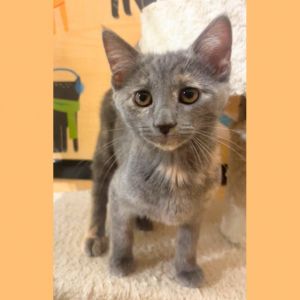 Tizzy, Baby Female Domestic Short Hair