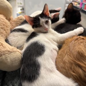 Terra, Baby Female Domestic Short Hair