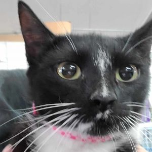 Diva, Adult Female unknown