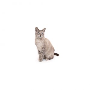 Snowy Domestic Short Hair Cat