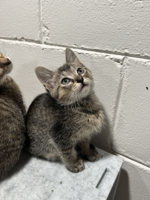 Lucky, Adult Male Domestic Short Hair