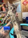 Lucky photo 3