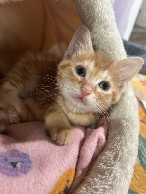 Rusty, Baby Male Domestic Short Hair