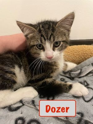 Dozer K-165, Baby Male Domestic Short Hair