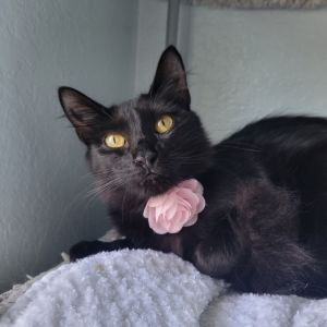 Cora, Young Female unknown