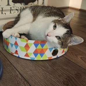 Bugs, Adult Male Domestic Short Hair