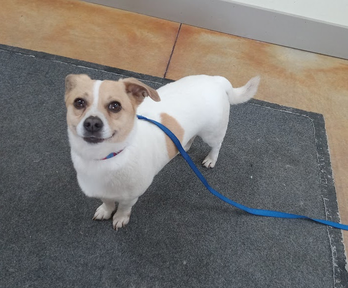 Samantha (adoption pending)