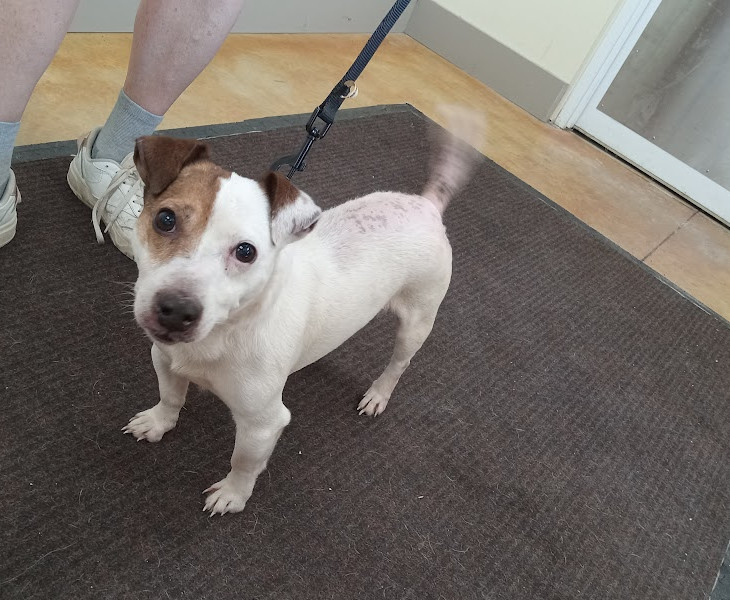 Eddie (adoption pending)