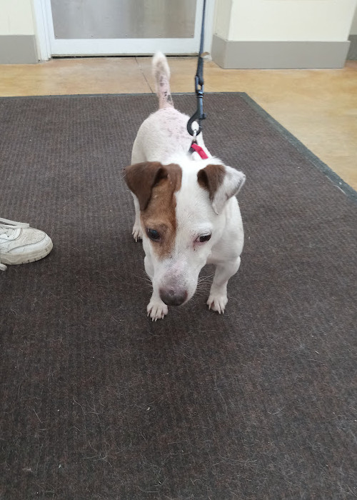 Eddie (adoption pending)