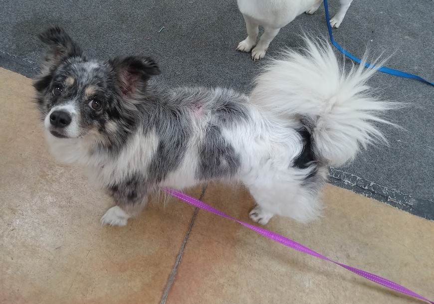 Shadow (adoption pending)