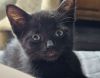 Bunny (bonded with Bruno) photo 1