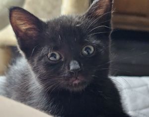 Bunny (bonded with Bruno), Adult Male unknown