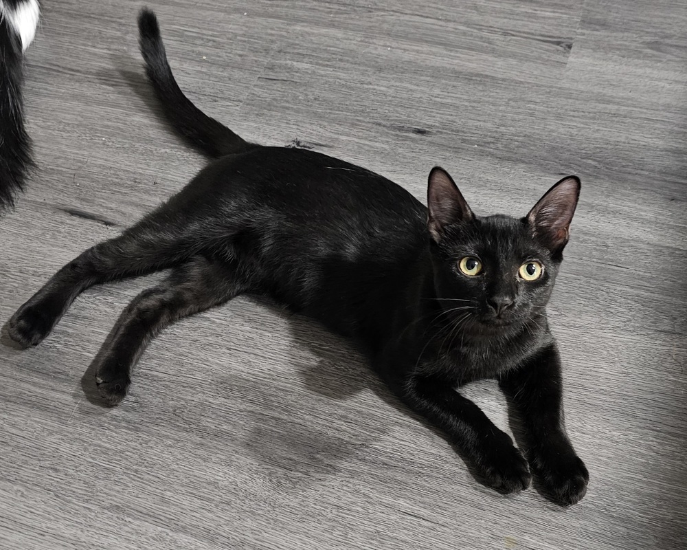 Bunny (bonded with Bruno)