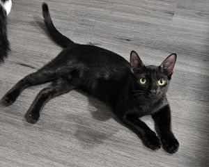 Bunny (bonded with Bruno), Adult Female unknown