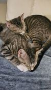 Brennan (bonded with Dale) photo 4
