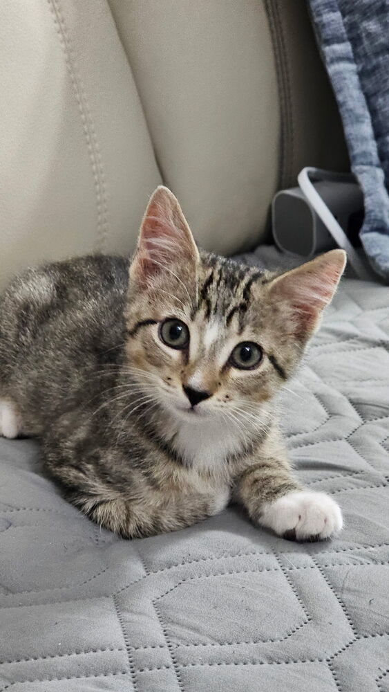 Dale (bonded with Brennan)