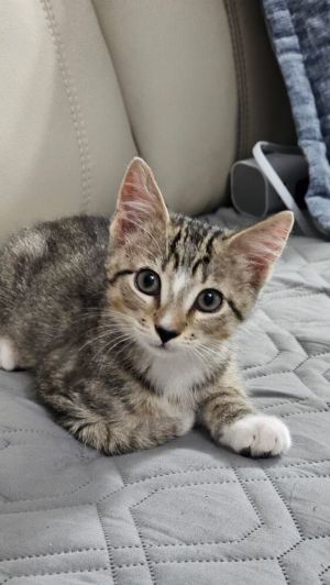 Dale (bonded with Brennan), Baby Male unknown