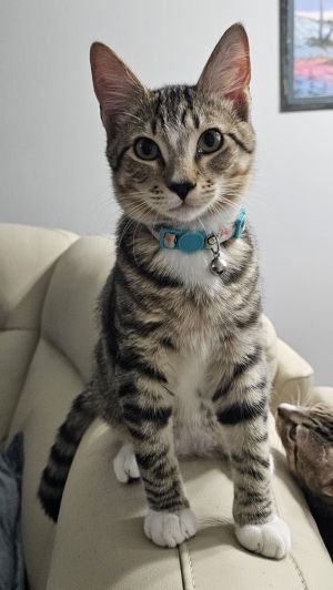 Dale (bonded with Brennan), Baby Male unknown