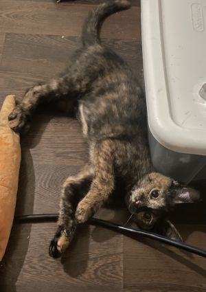 Cruella, Adult Female unknown