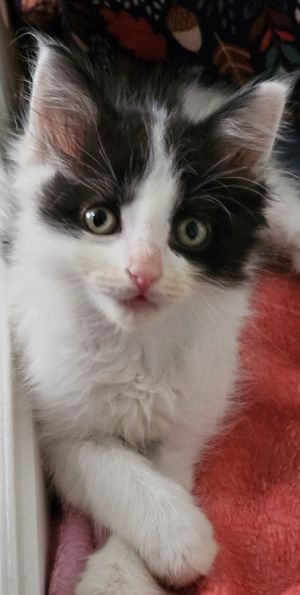 Bruno (bonded with Bunny), Adult Male unknown