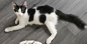 Bruno (bonded with Bunny), Adult Male unknown