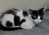 Bruno (bonded with Bunny) photo 2