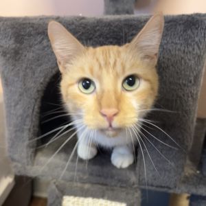 Barrett, Senior Male Domestic Short Hair