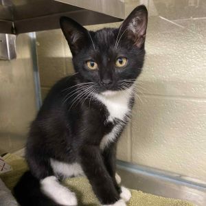 Gelato, Baby Male Domestic Short Hair