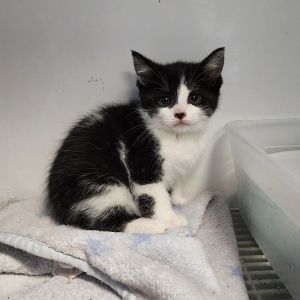 Zoe, Baby Female Domestic Short Hair
