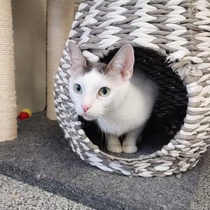 Priya, Young Female Domestic Short Hair