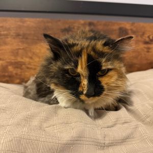 Baby, Senior Female Domestic Long Hair
