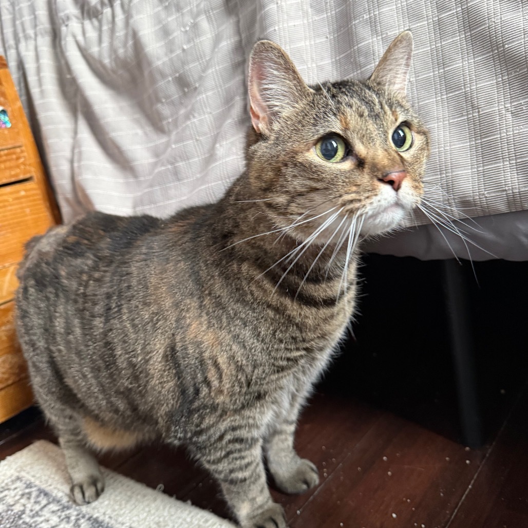 Isabella