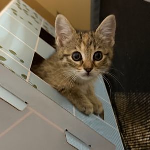 Graham Cracker, Baby Female Domestic Short Hair