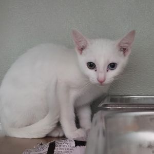 Charcuterie, Baby Female Domestic Long Hair