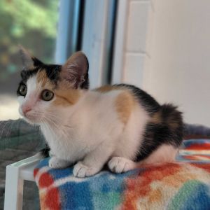 Dorothy Dorito, Baby Female Domestic Short Hair