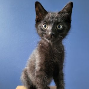 Rival, Baby Male Domestic Short Hair