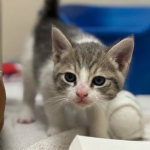 Ron, Baby Male Domestic Short Hair