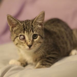 Friday Pessin - SA Domestic Short Hair Cat