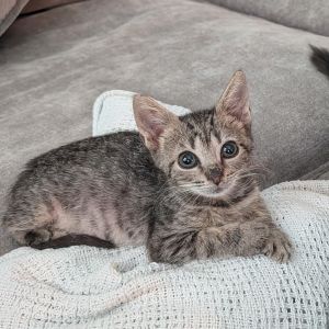 Millicent Wilmer-BA Domestic Short Hair Cat