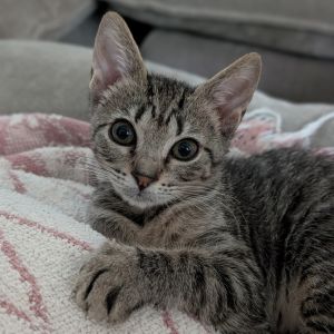 Hi Im Millie Im looking for someone who has hours of attention to give me- Im just the right am