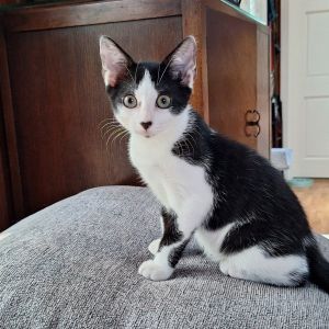 Onyx Ainsley-HA Domestic Short Hair Cat